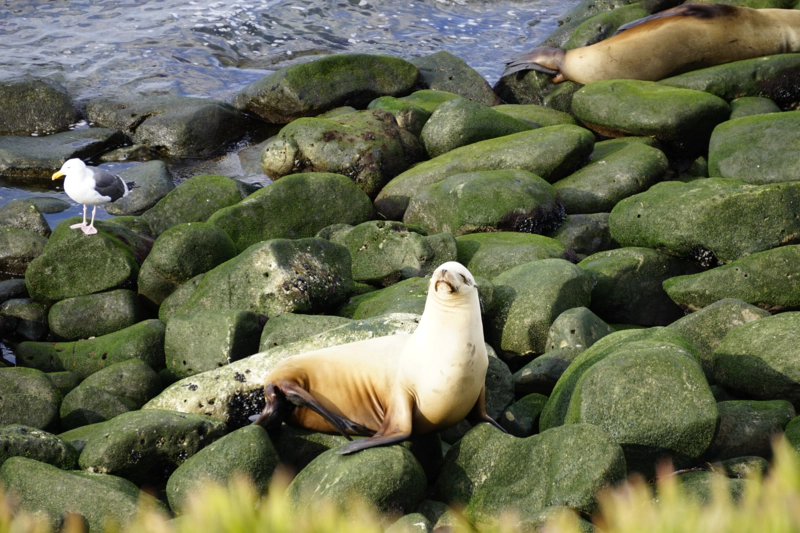 la-jolla-cove.jpeg