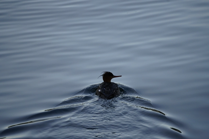 red-breasted-merganser.jpeg